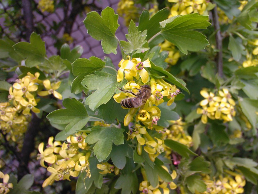 Пчела на цветущей смородине